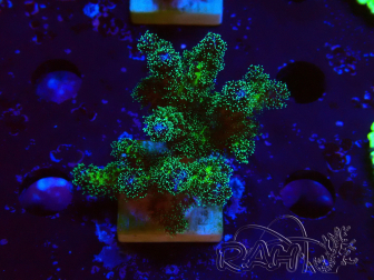 WYSIWYG Pocillopora damicornis Gold Wahnsinn