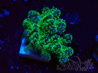WYSIWYG Pocillopora damicormis tricolor 1E2