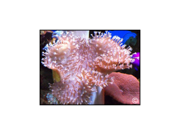 Sarcophyton latum