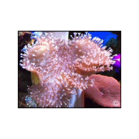 Sarcophyton latum