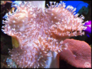 Sarcophyton latum