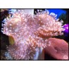 Sarcophyton latum