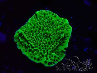 WYSIWYG Montipora confusa