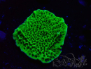 WYSIWYG Montipora confusa 1E4
