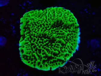 WYSIWYG Montipora confusa