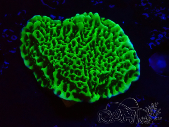 WYSIWYG Montipora confusa
