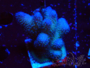 WYSIWYG Stylophora pistillata Pink 1F1