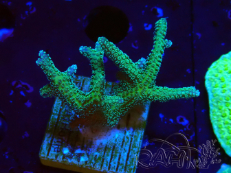 WYSIWYG Seriatopora caliendrum Hybrid (Bird of paradise-Neon) 1F5