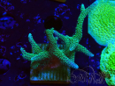 WYSIWYG Seriatopora caliendrum Hybrid (Paradiesvogel-Neon) 1F6