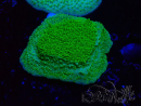 WYSIWYG Montipora Plateaugelb/grün