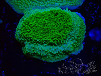 WYSIWYG Montipora Piatto Giallo/Verde