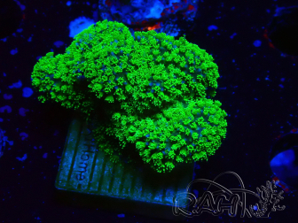 WYSIWYG Stylophora Rose polypes vert fluo
