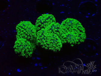 WYSIWYG Stylophora Rose fluoreszierende grüne Polypen