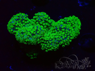 WYSIWYG Stylophora Rose fluoreszierend grüne Polypen