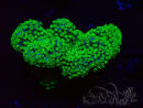 WYSIWYG Stylophora Rose polypes vert fluo