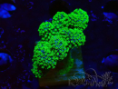 WYSIWYG Stylophora Rose polypes vert fluo