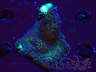 WYSIWYG Stylophora milka