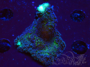 WYSIWYG Stylophora milka