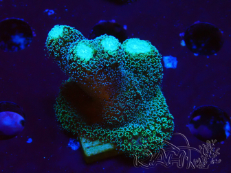 WYSIWYG Stylophora milka