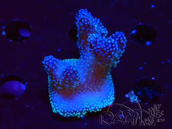 WYSIWYG Stylophora Polipi Blu Rosa