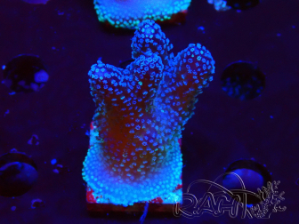 WYSIWYG Stylophora Pink Blue Polyps