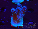 WYSIWYG Stylophora Pink Blue Polyps