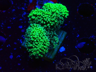 WYSIWYG Stylophora Green Fluo 1K1