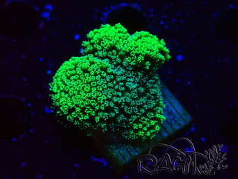 WYSIWYG Stylophora Green Fluo 1K2