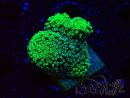WYSIWYG Stylophora Green Fluo