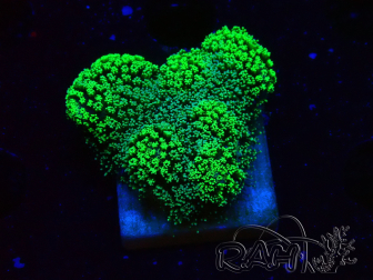 WYSIWYG Stylophora Green Fluo 1K3