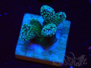 WYSIWYG RAH Stylophora Metallic Blue