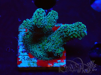 WYSIWYG RAH Stylophora Metallic Blue