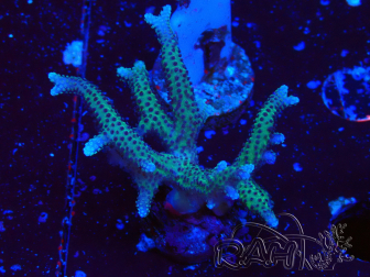 WYSIWYG Seriatopora caliendrum Pink