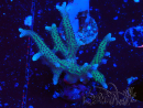 WYSIWYG Seriatopora caliendrum Pink