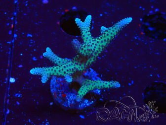 WYSIWYG Seriatopora caliendrum Pink