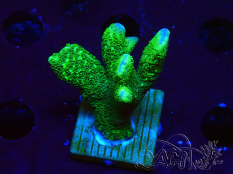 WYSIWYG- Montipora digitata verde
