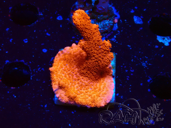 WYSIWYG Montipora rot wächst rot