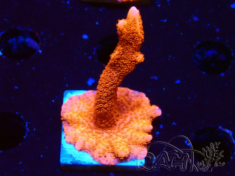 WYSIWYG red montipora grows red