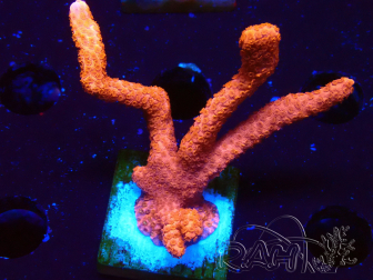 WYSIWYG Montipora Red with Red Tips