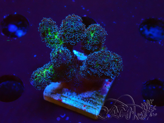 WYSIWYG Stylophora Pinkish