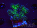 WYSIWYG Stylophora Pinkish