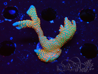 WYSIWYG Montipora digitata
