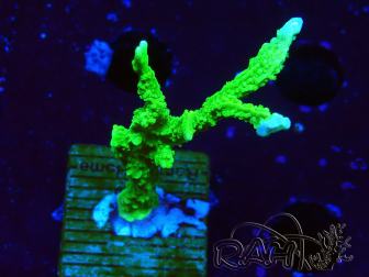 WYSIWYG Montipora stellata
