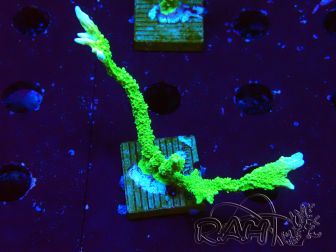 WYSIWYG Montipora stellata