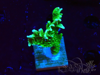WYSIWYG Montipora stellata