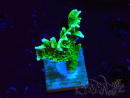 WYSIWYG Montipora stellata