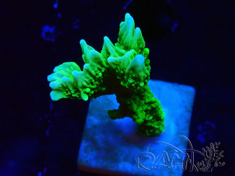 WYSIWYG Montipora stellata