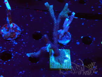 WYSIWYG Montipora Polype Violet 1U1