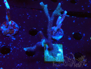 WYSIWYG Montipora Polype Violet