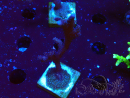 WYSIWYG Montipora Polype Violet